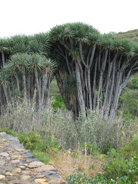 Las Palmas
